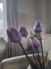 Picture of Bosje kunst tulpen paars