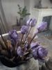 Picture of Bosje kunst tulpen paars