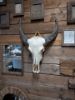 Picture of Grote buffel schedel met hoorns